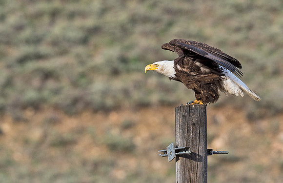Bald_Eagle_Silverthorne_9