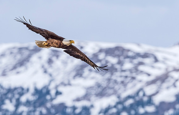 Bald_Eagle_Silverthorne_10