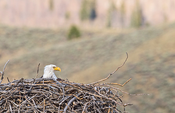 Bald_Eagle_Silverthorne_12