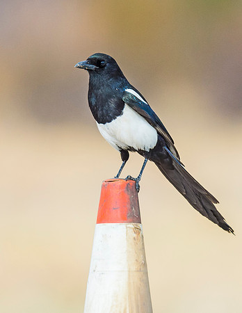Magpie_Silverthorne_1