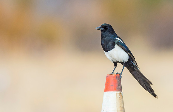 Magpie_Silverthorne_2