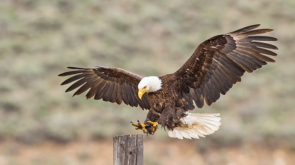 Bald_Eagle_Silverthorne_6
