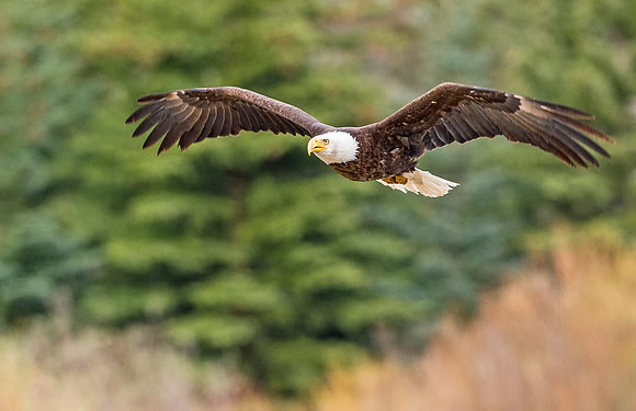 Bald_Eagle_Silverthorne_7