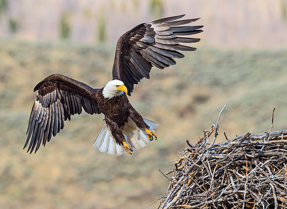 Bald_Eagle_Silverthorne_11