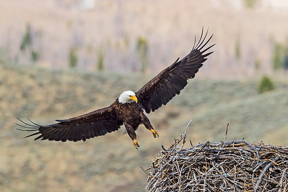 Bald_Eagle_Silverthorne_13
