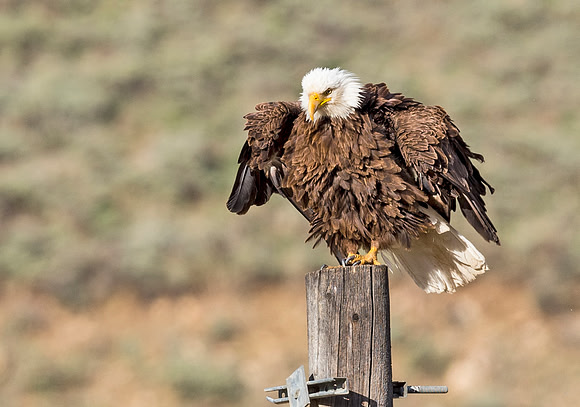 Bald_Eagle_Silverthorne_14