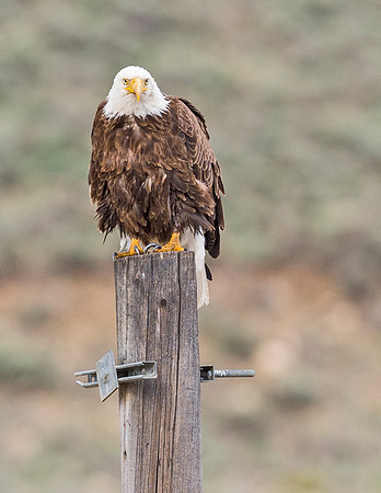 Bald_Eagle_Silverthorne_8