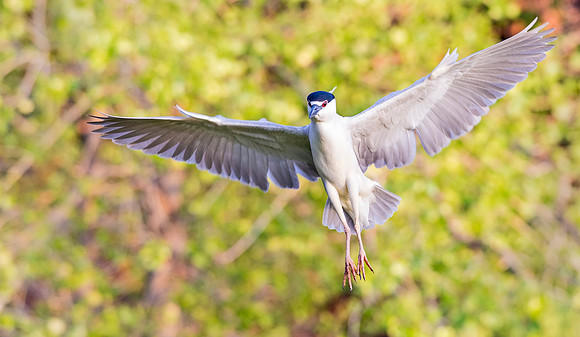 Black-crowned_night_heron_City_Park_2015_1