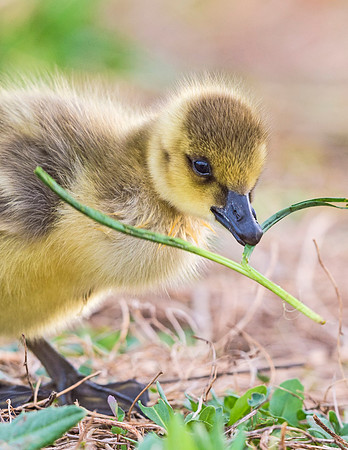 Gosling_Belmar_2015_1