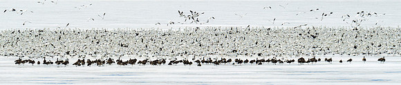 Snow_geese_3
