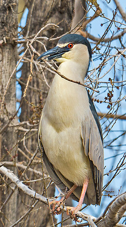 Black-crowned_Crowned_Night_Heron_1