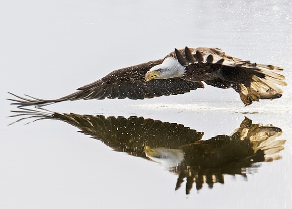 Bald_eagle_92
