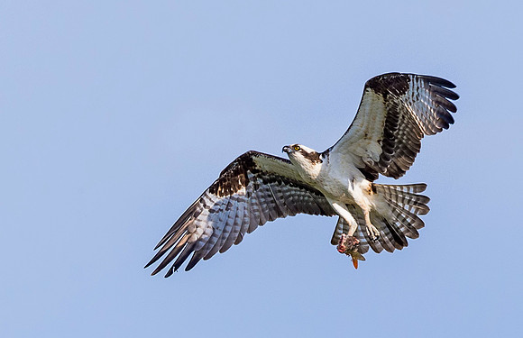 Osprey_FC_2015_3