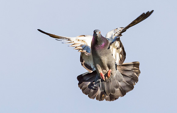 Common_pigeon_1