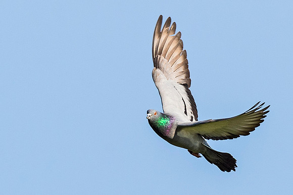 Common_pigeon_2