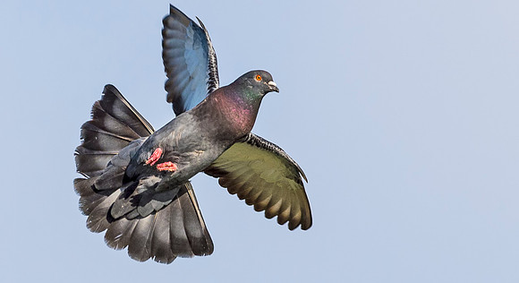 Common_pigeon_3