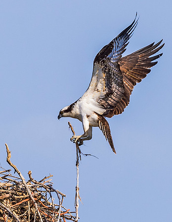 Osprey_FC_2015_1