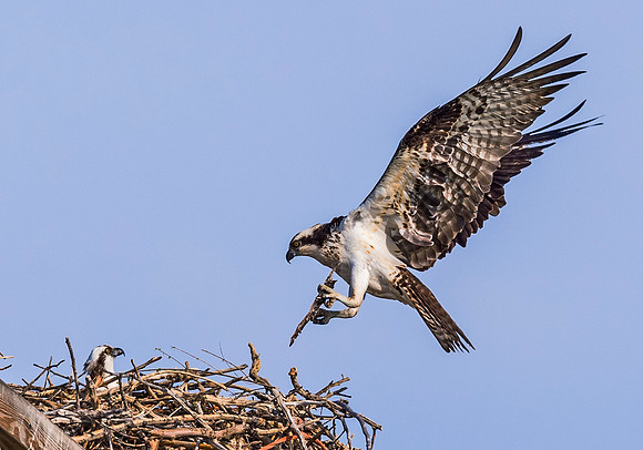 Osprey_FC_2015_2
