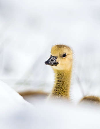 Gosling_Sloans_2015_10