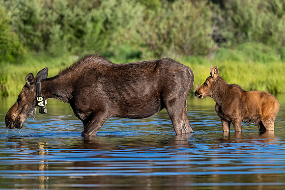 Moose_RMNP_2025_3