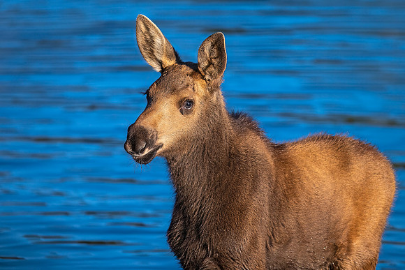 Moose_RMNP_2025_2