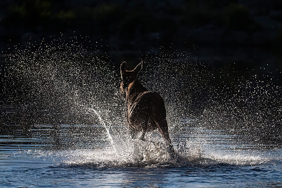 Moose_RMNP_2025_4