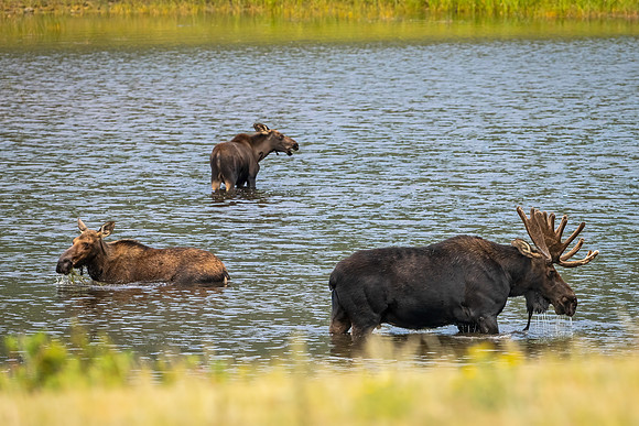 Moose_RMNP_2025_5