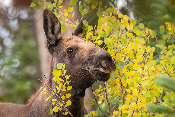 Moose_RMNP_2025_6