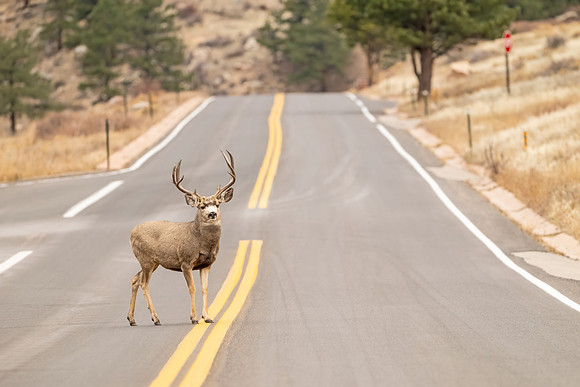 Mule_Deer_buck_RMNP_2025_1