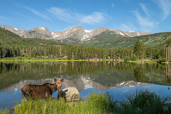 Moose_Sprague_RMNP_2025_1