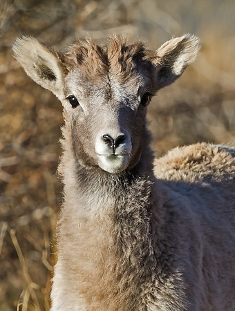Bighorn_lamb_24