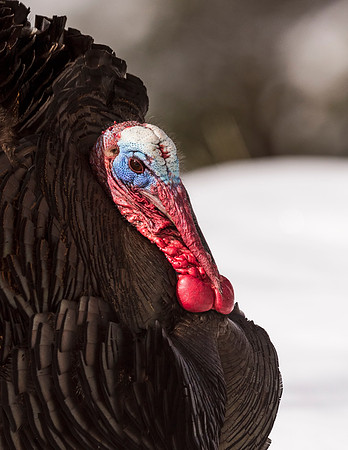Turkey_RMNP_2015_2