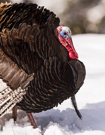 Turkey_RMNP_2015_1