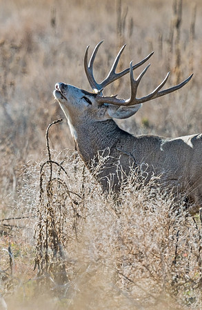 Mule_deer_buck_44