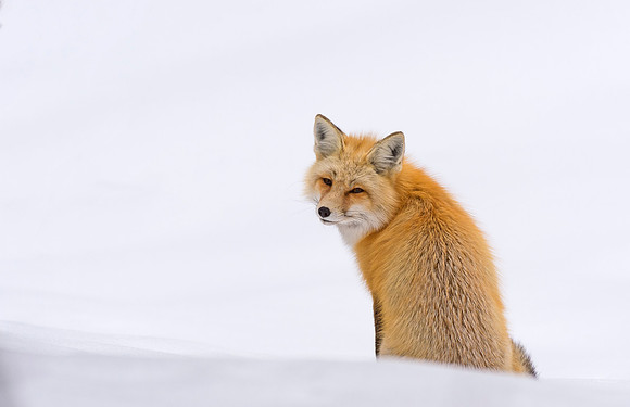 Red_fox_GTNP_10