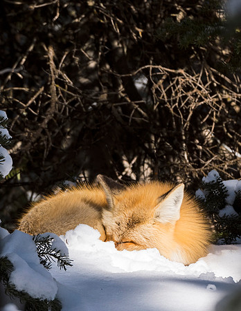 Red_fox_GTNP_11