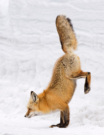 Red_fox_GTNP_4