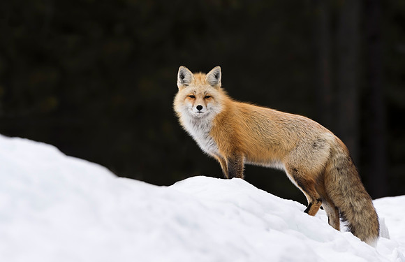 Red_fox_GTNP_5