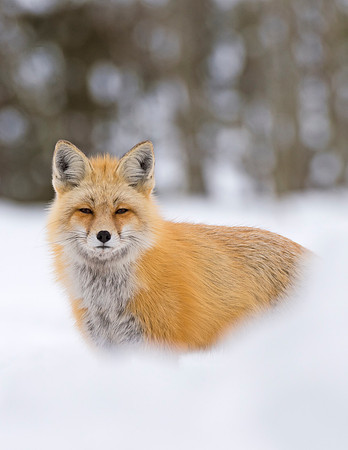 Red_fox_GTNP_6