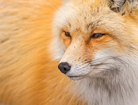 Red_fox_GTNP_7