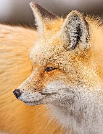 Red_fox_GTNP_8