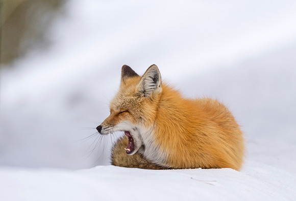 Red_fox_GTNP_9