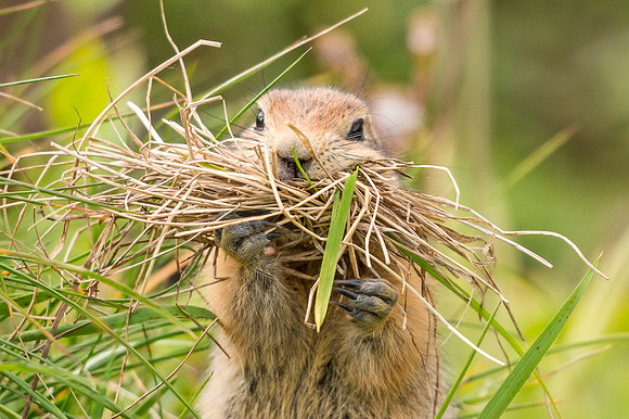 Arctic_ground_squirrel_Denali_2016_4