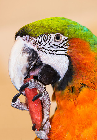 Catalina_macaw_1