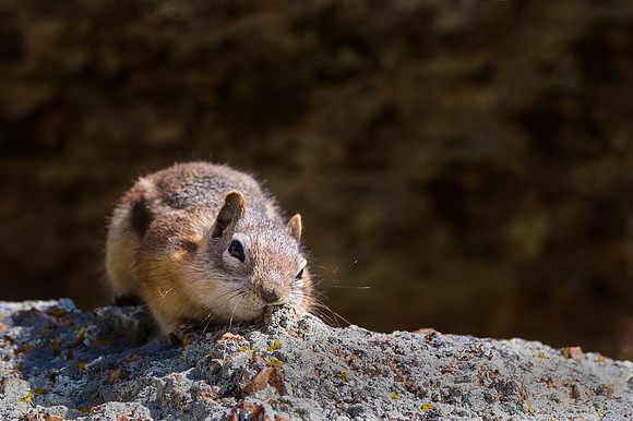 Chipmunk_RMNP_2015_1