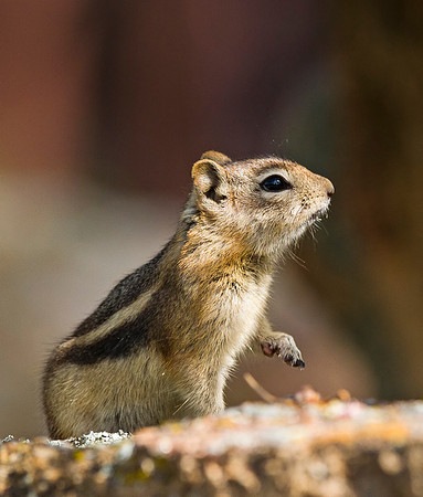 Chipmunk_RMNP_2015_2