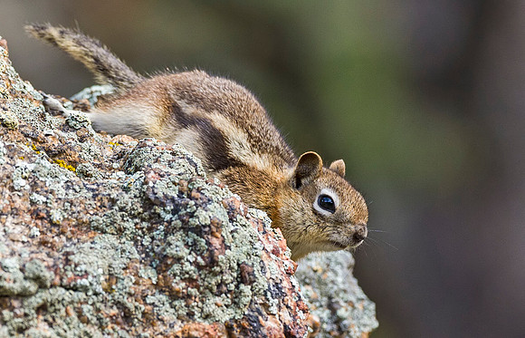Chipmunk_RMNP_2015_3