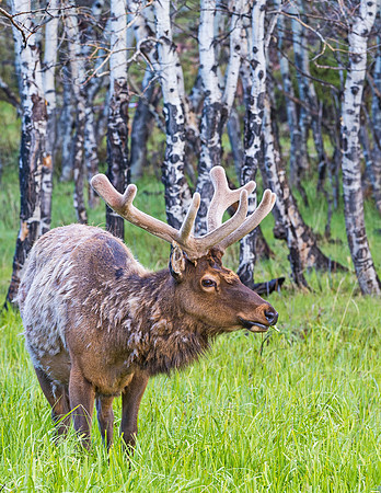 Elk_RMNP_2015_1