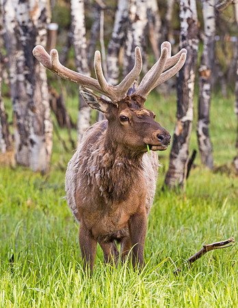 Elk_RMNP_2015_2