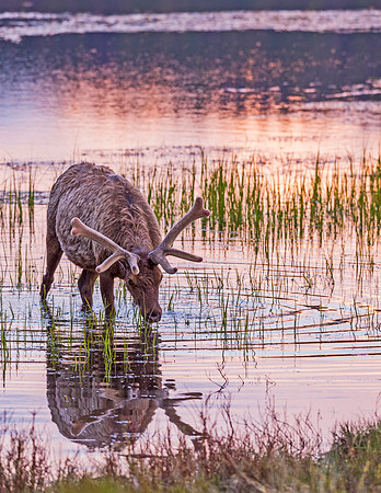 Elk_RMNP_2015_4